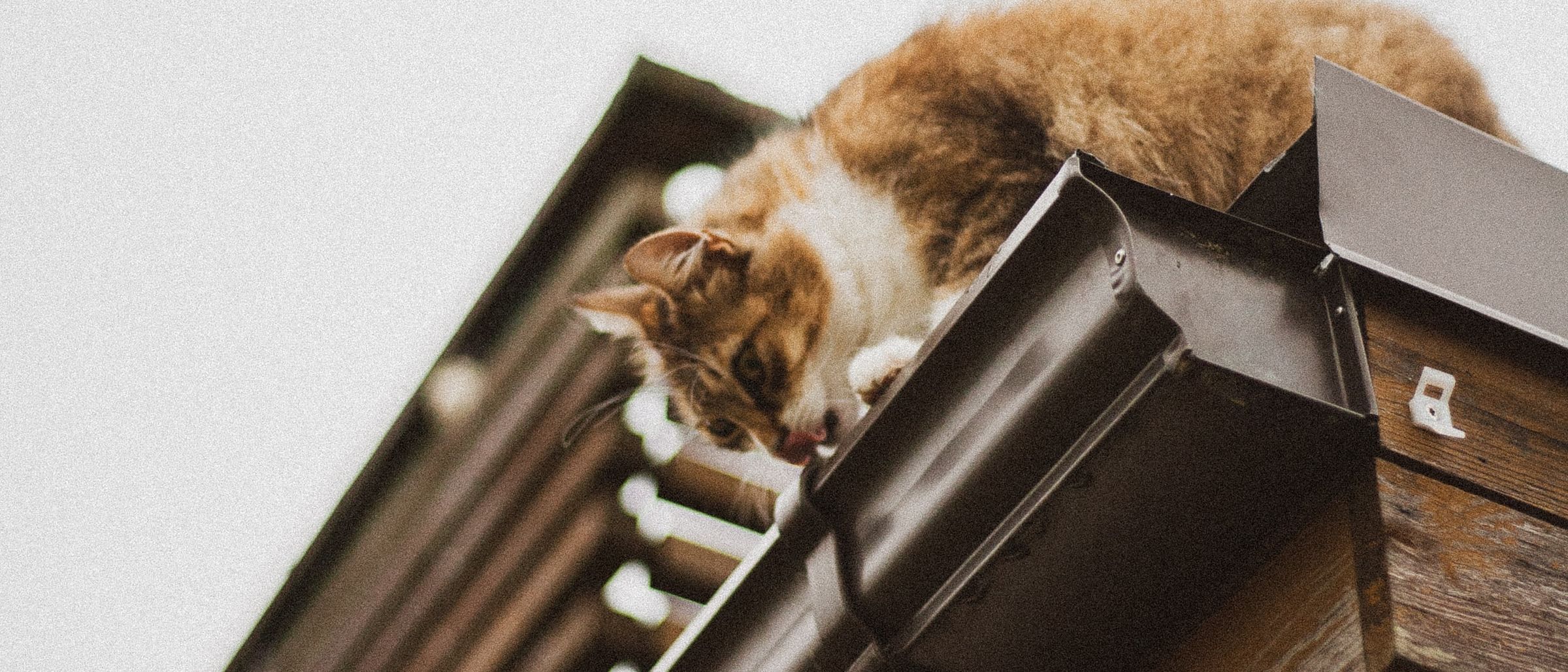 cat on roof