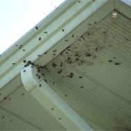 bees in gutters