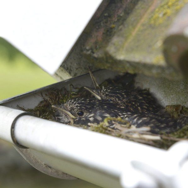 birds in gutters clogged
