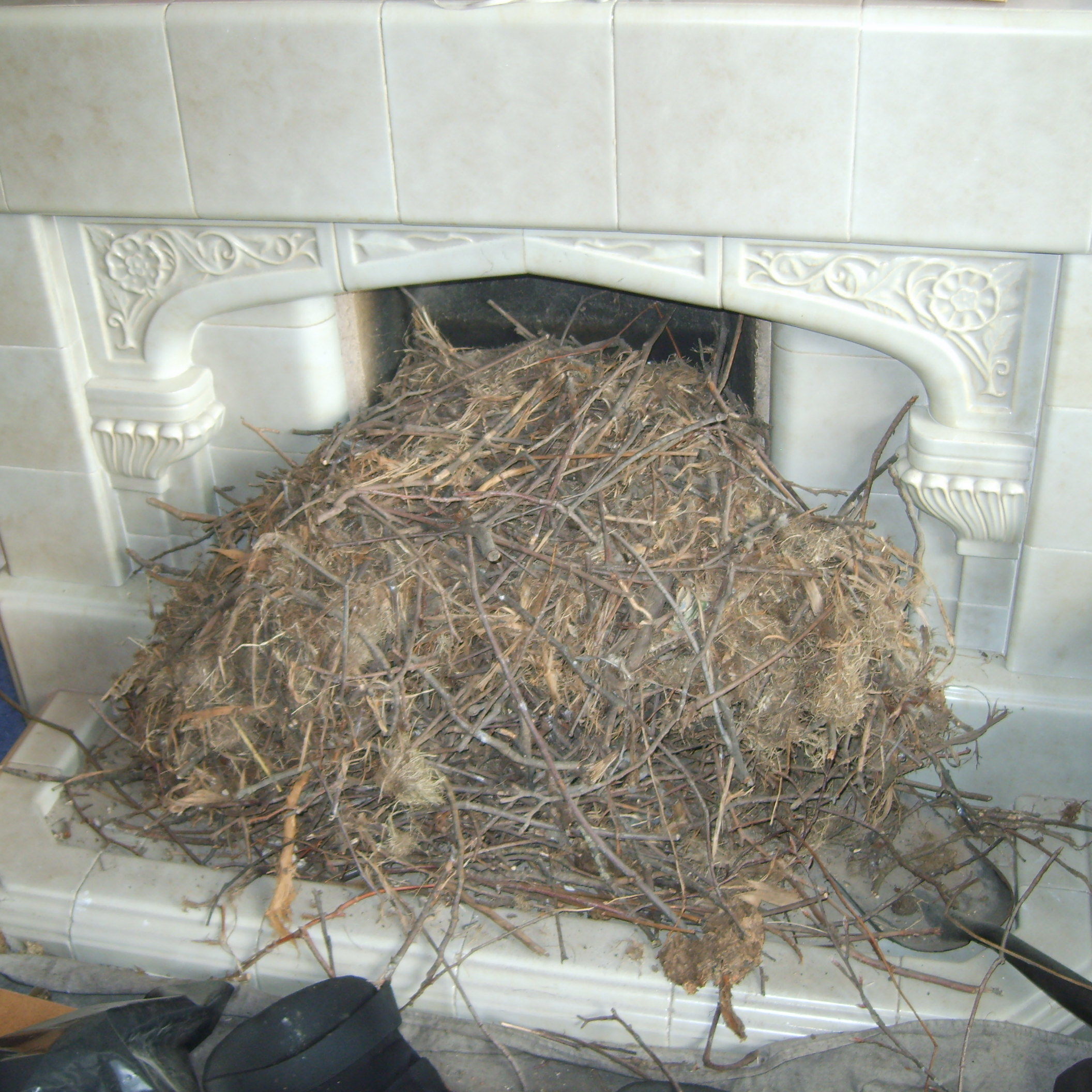 chimney with large nest