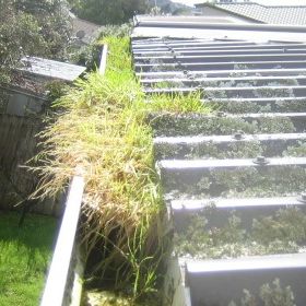 grass growing in gutters