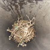 gutter with nest in it
