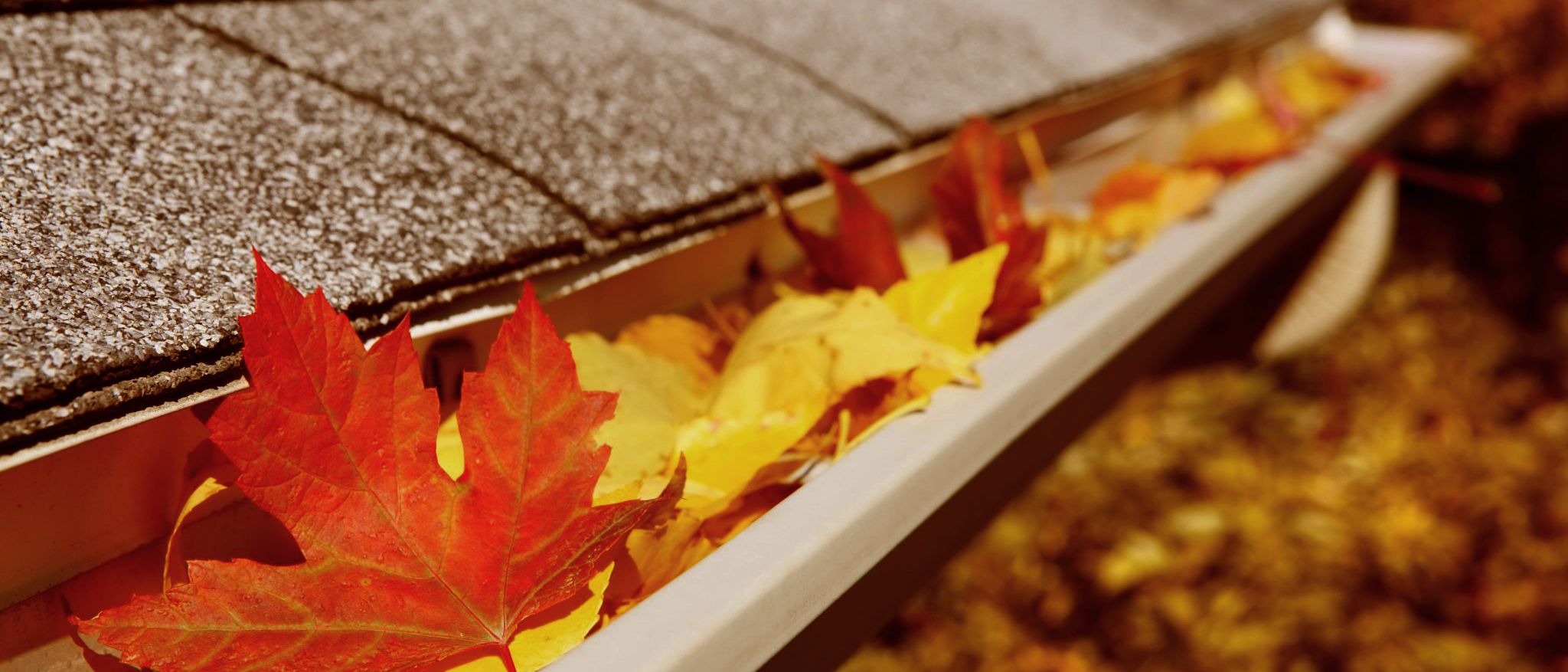 leaves in gutters