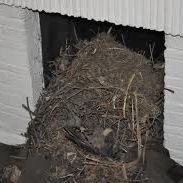 chimney with large nest