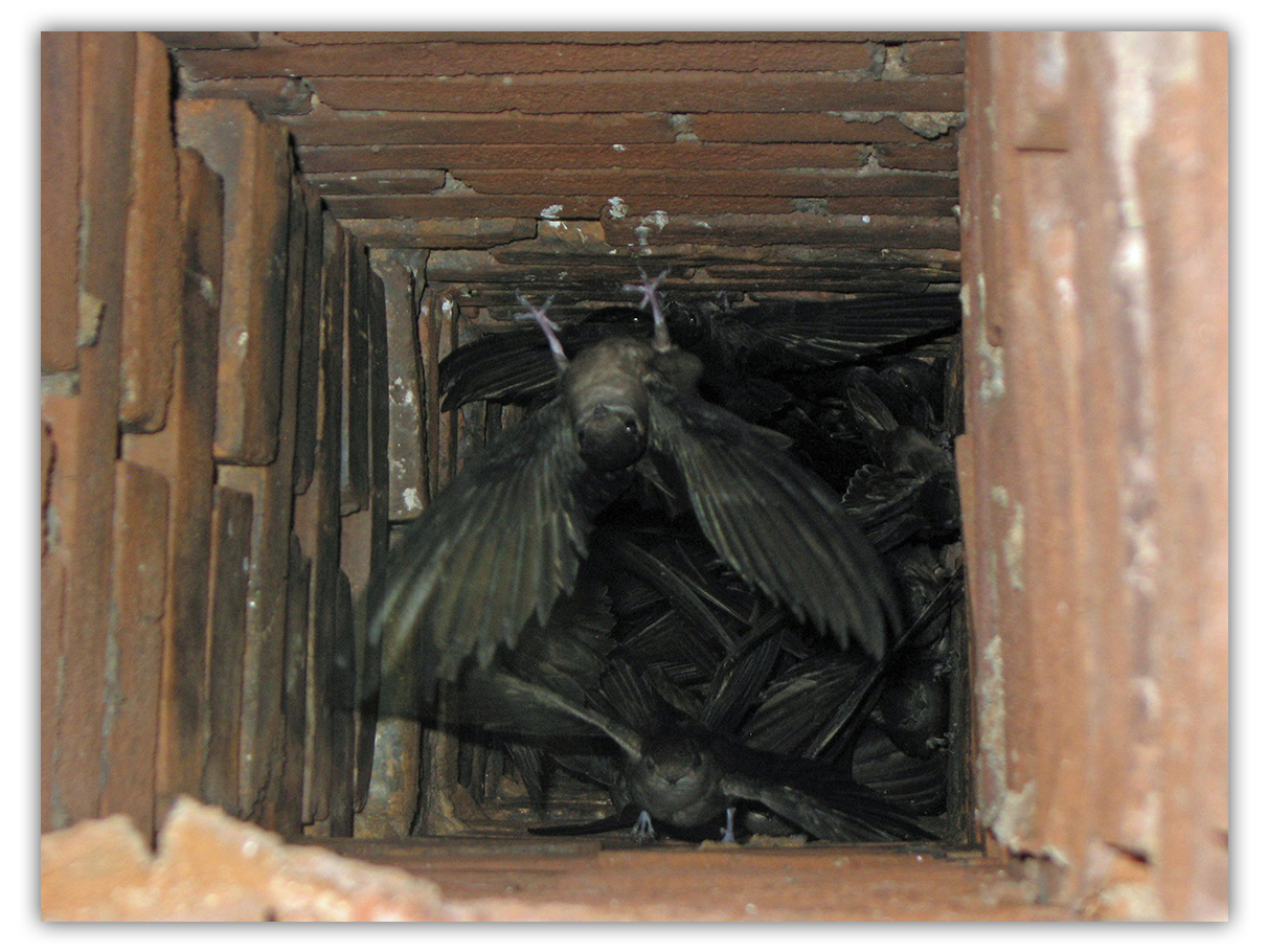chimney with birds inside