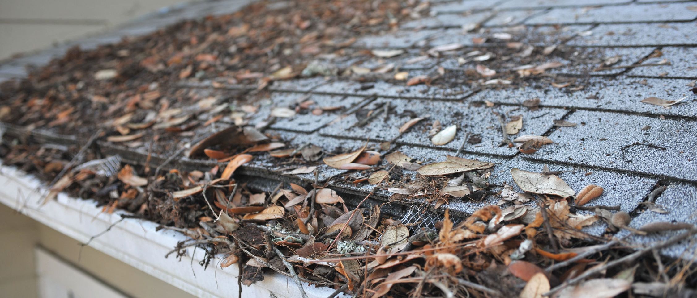 leaves in gutters