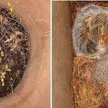 gutter with nest in it