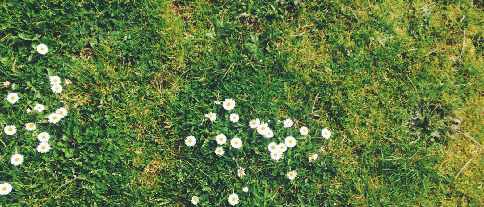 grass with weeds